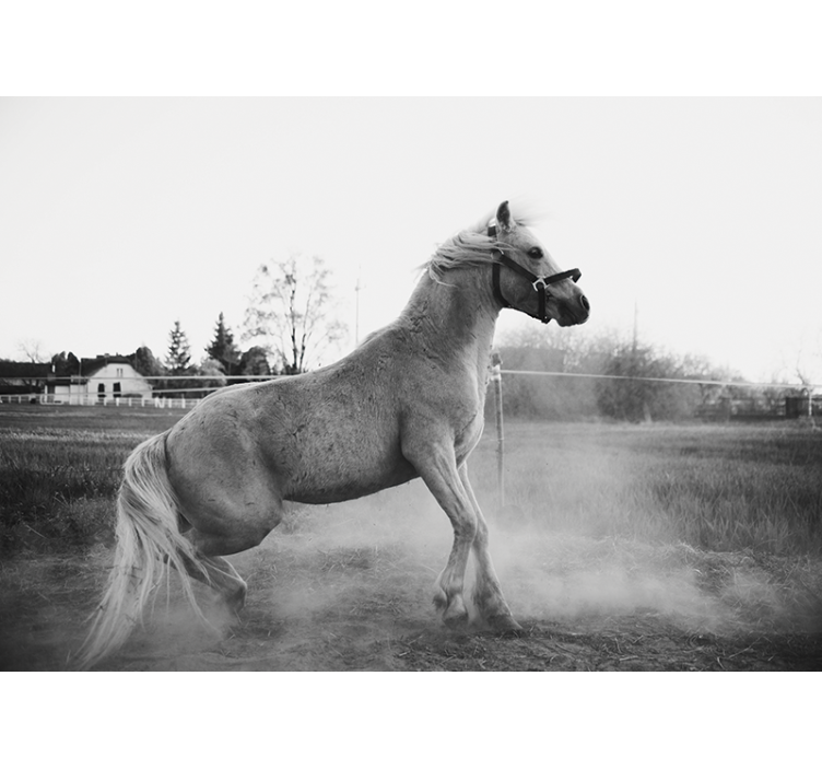 Fotomurale animali pony al galoppo - TenStickers