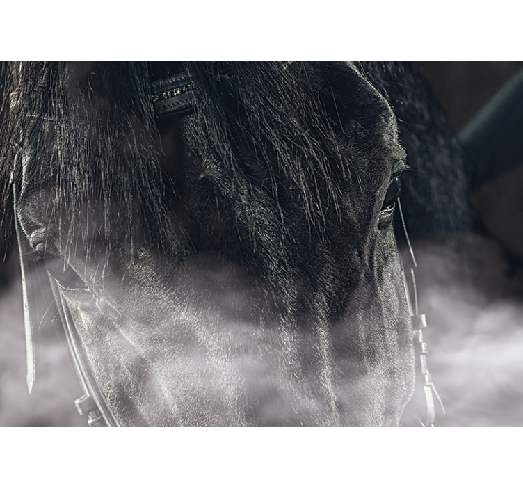 Fotomurale animali primo piano di un maestoso cavallo - TenStickers