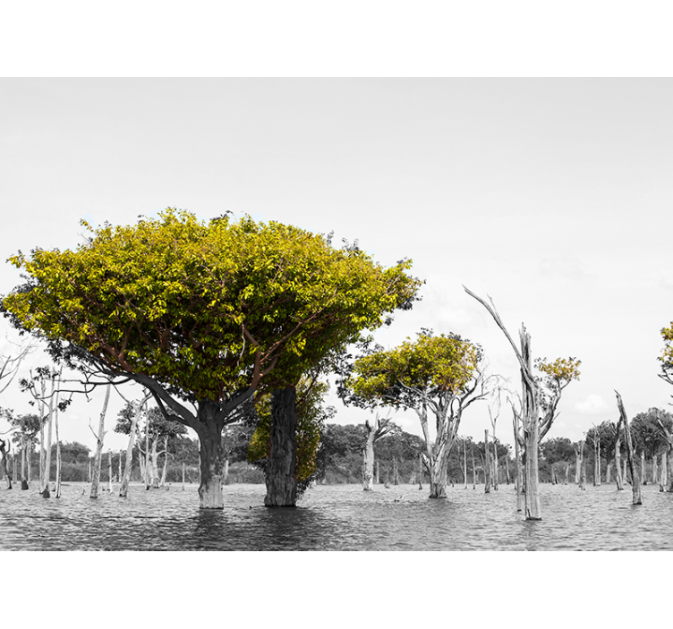 Fotomurale africano grandi alberi secchi - TenStickers