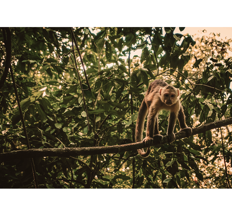 Fotomurale animali scimmia sul ramo - TenStickers