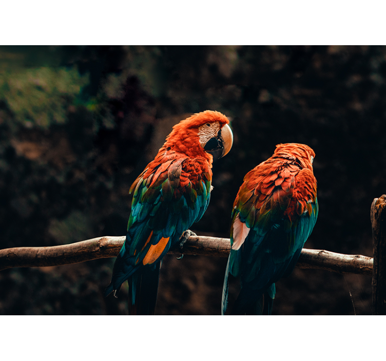 Fotomurale animali pappagalli colorati insieme - TenStickers