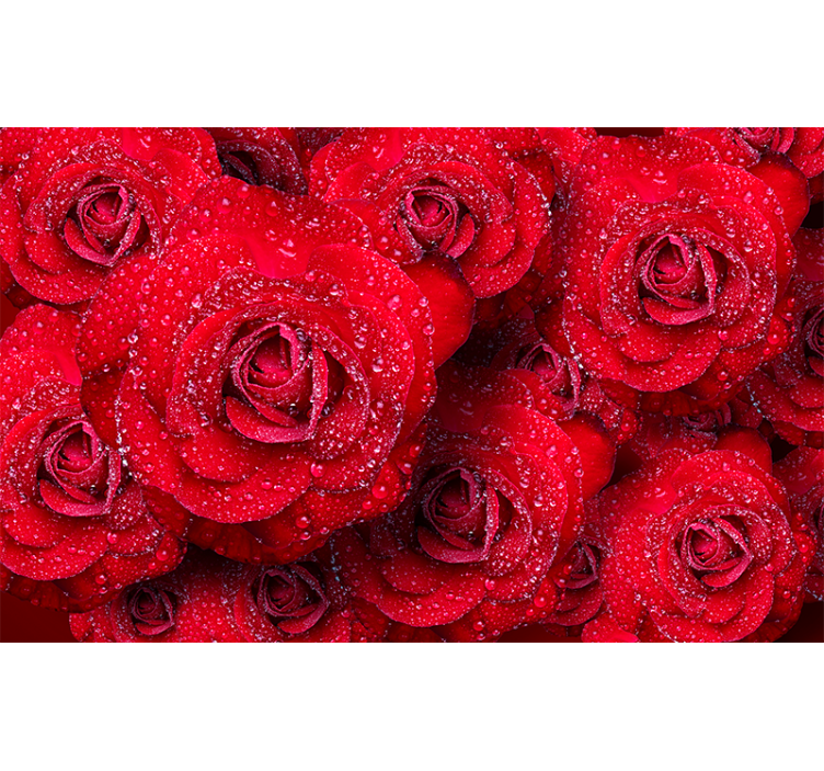 Fotomurali rosa rose rosse in fiore - TenStickers