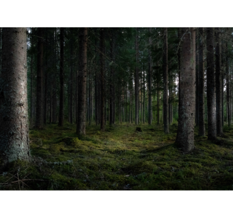 Fotomurale foresta scena di foresta rigogliosa - TenStickers