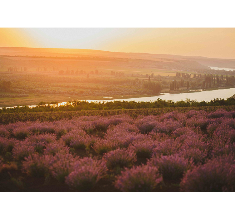 Fotomurale fiori paesaggio tramonto lavanda - TenStickers