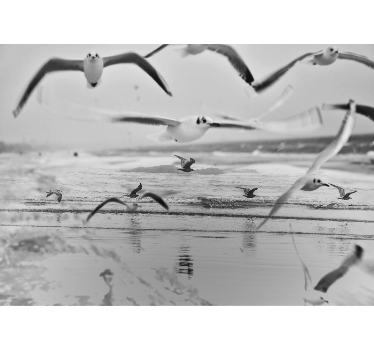 Fotomurale animali gabbiani sopra l'oceano - TenStickers