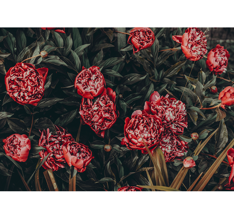 Fotomurale fiori composizione floreale di peonie - TenStickers
