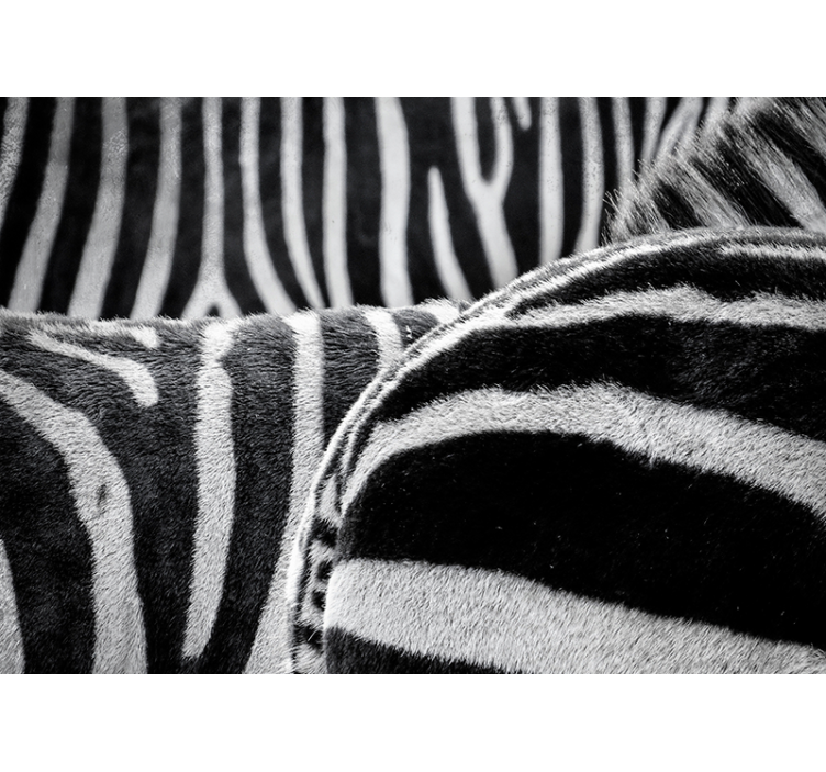 Fotomurale animali strisce di zebre realistiche - TenStickers