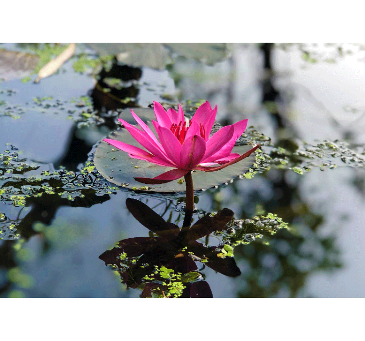 Fotomurale papaveri elegante loto rosa - TenStickers