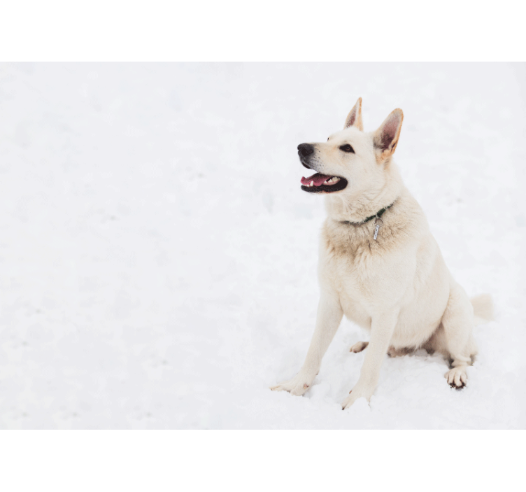 Fotomurale animali cane bianco felice - TenStickers