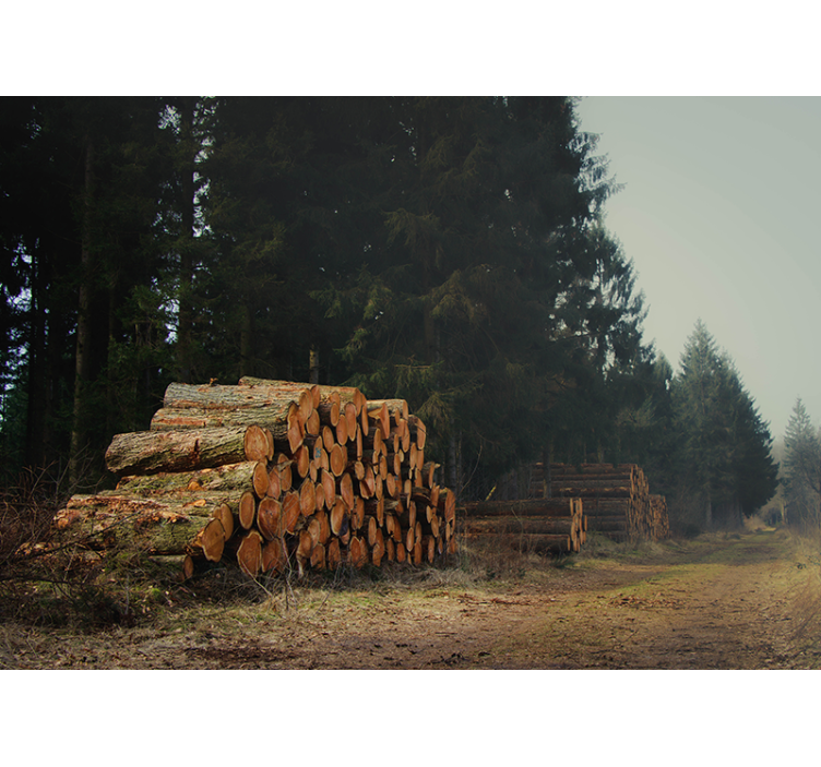 Fotomurale foresta cataste di legno nella selva - TenStickers