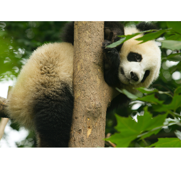 Fotomurale animali panda che si arrampica sull'albero - TenStickers