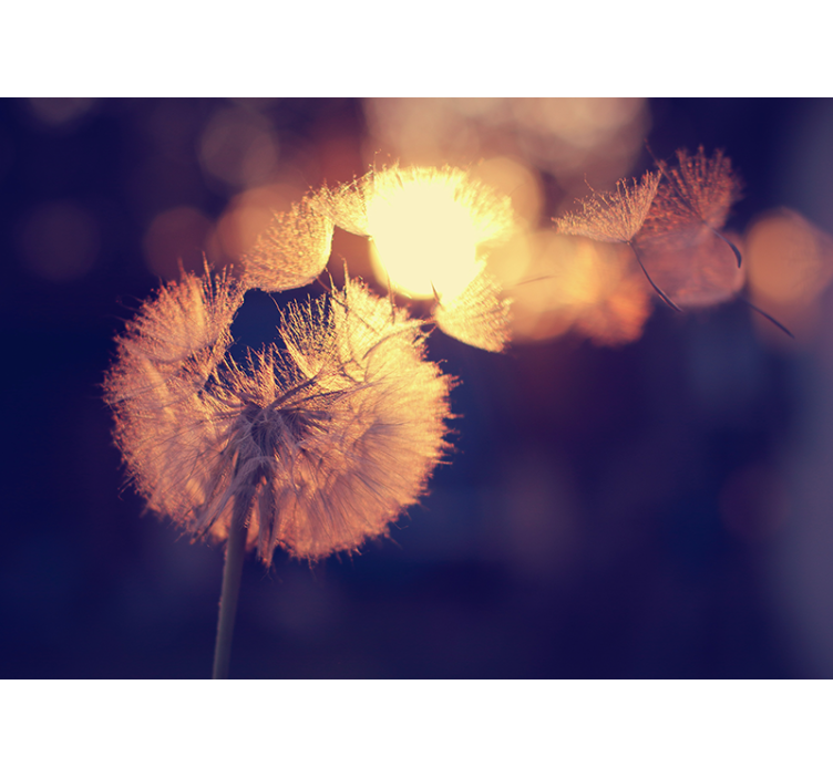 Fotomurale papaveri bagliore di lanugine di tarassaco - TenStickers