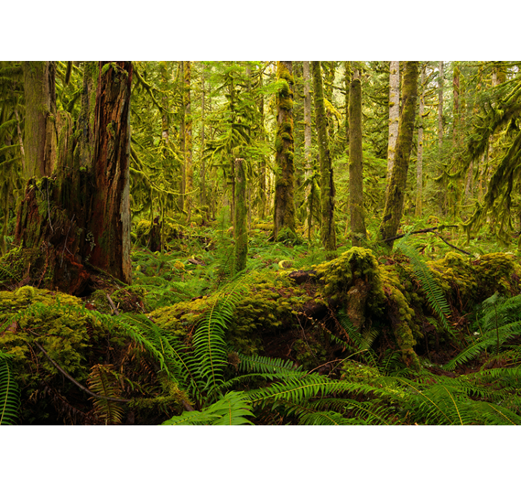 Fotomurale foresta paesaggio forestale lussureggiante - TenStickers