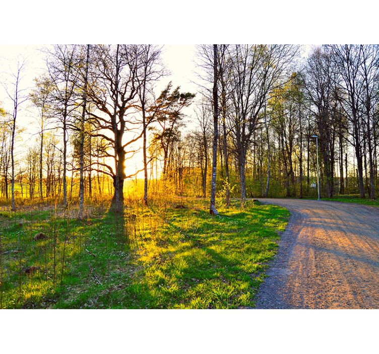 Fotomurali natura sentiero del bosco soleggiato - TenStickers