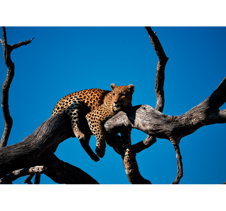 Fotomurale animali leopardo sul ramo - TenStickers