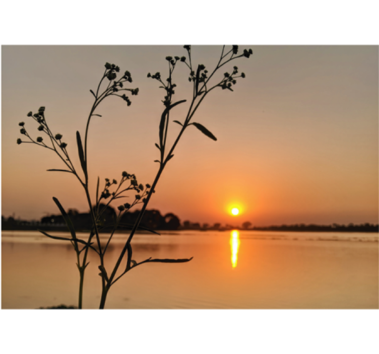 Fotomurali natura silhouette al tramonto in fiore - TenStickers