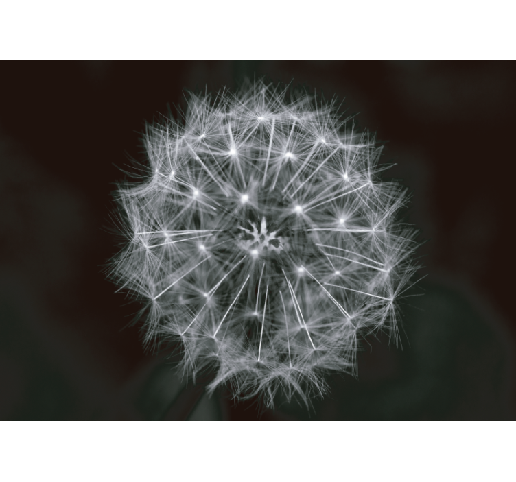 Fotomurale dente di leone Fiore soffiato grigio - TenStickers