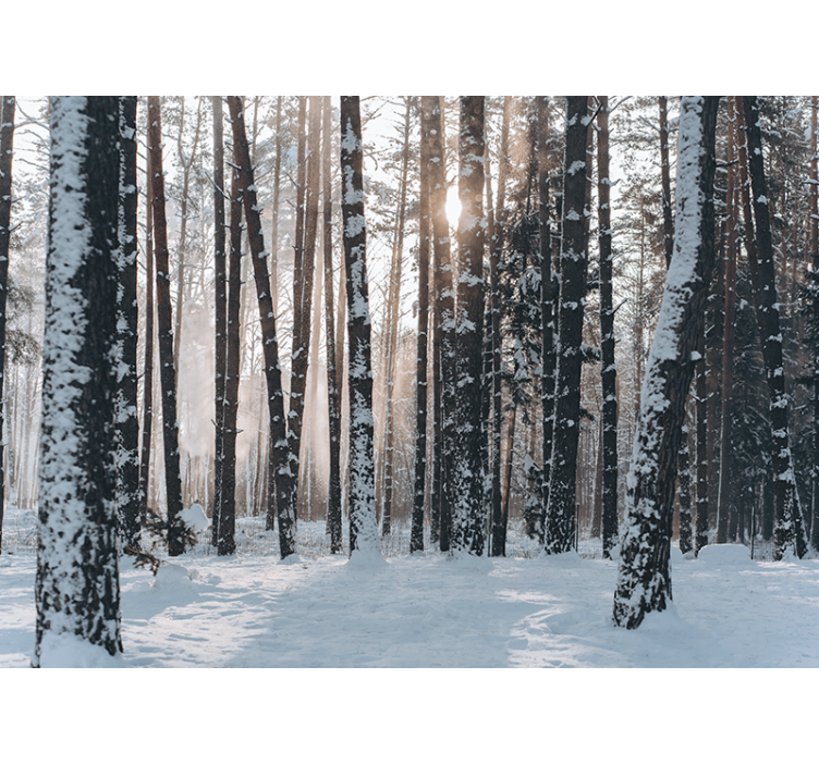 Fotomurale foresta boschi di pini invernali - TenStickers