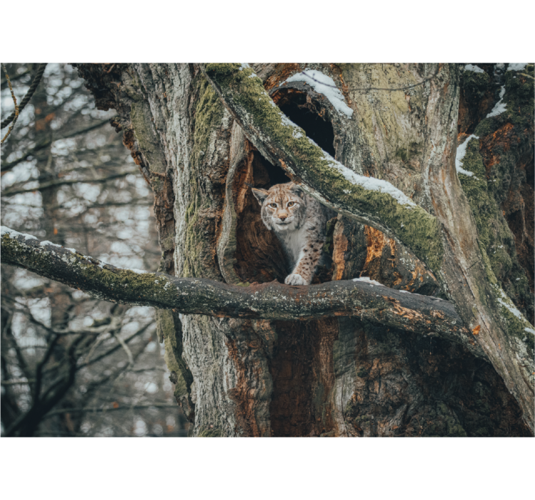 Fotomurale animali lince sull'albero - TenStickers