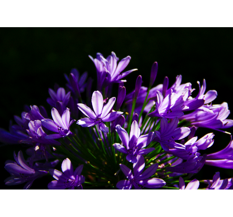 Fotomurale fiori bellezza floreale viola - TenStickers