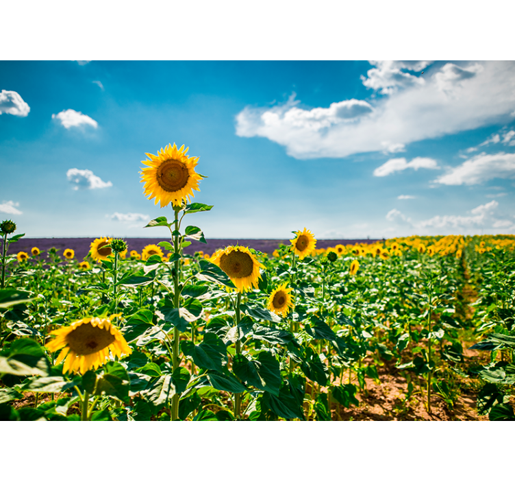 Fotomurale fiori beatitudine del campo di girasoli - TenStickers
