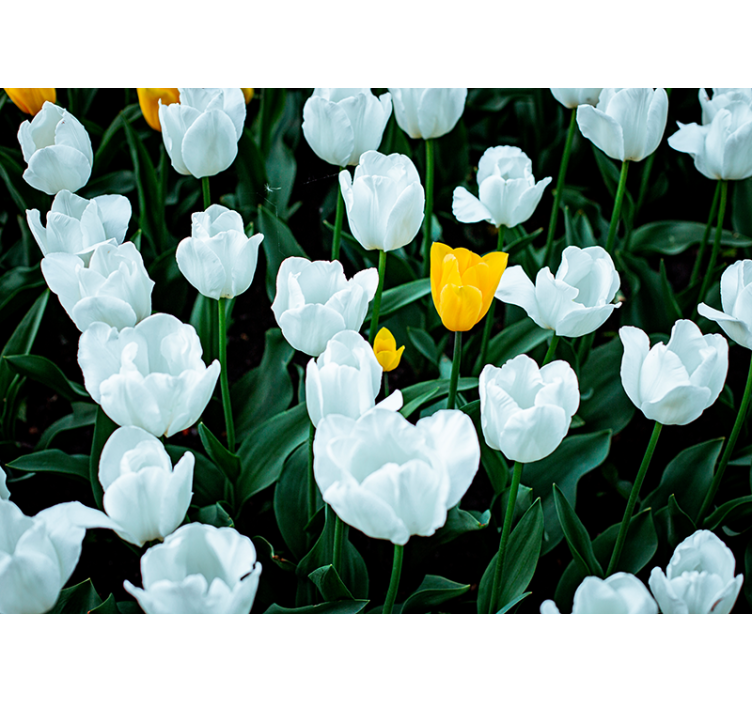 Fotomurale fiori tulipani bianchi in fiore - TenStickers
