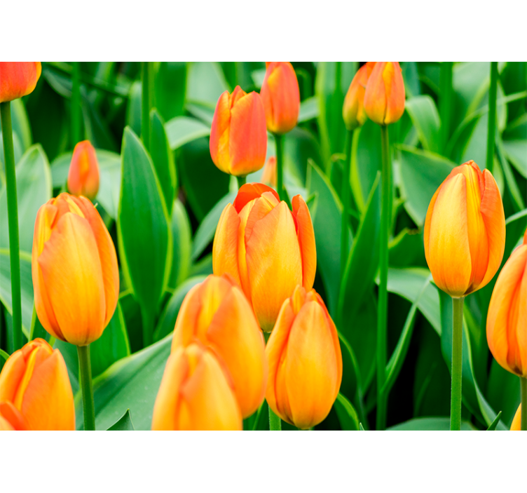 Fotomurale tulipani fiori di tulipano in abbondanza - TenStickers