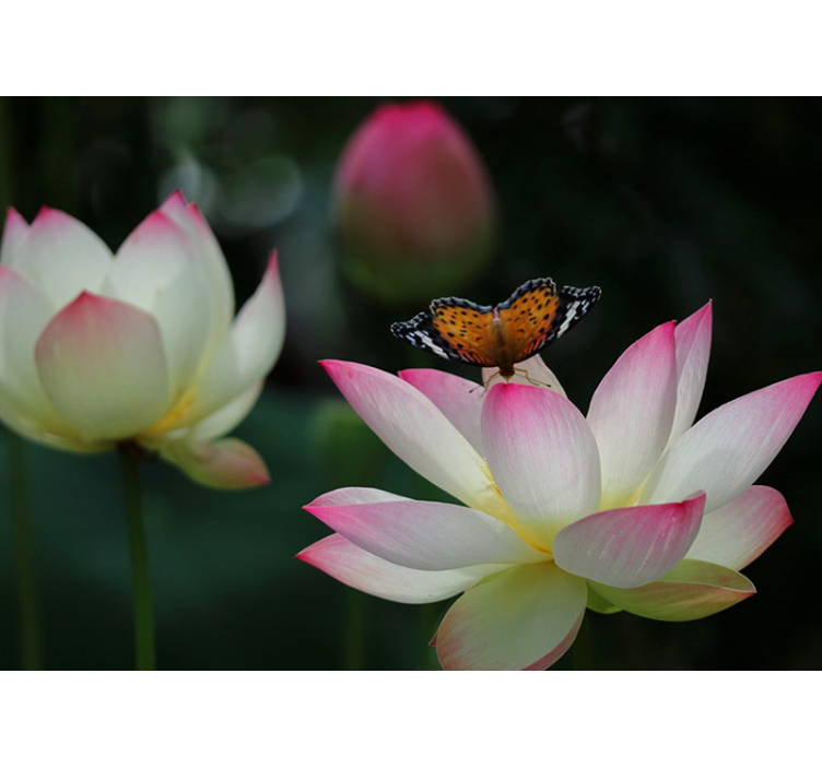 Fotomurale fiori elegante fiore di loto - TenStickers