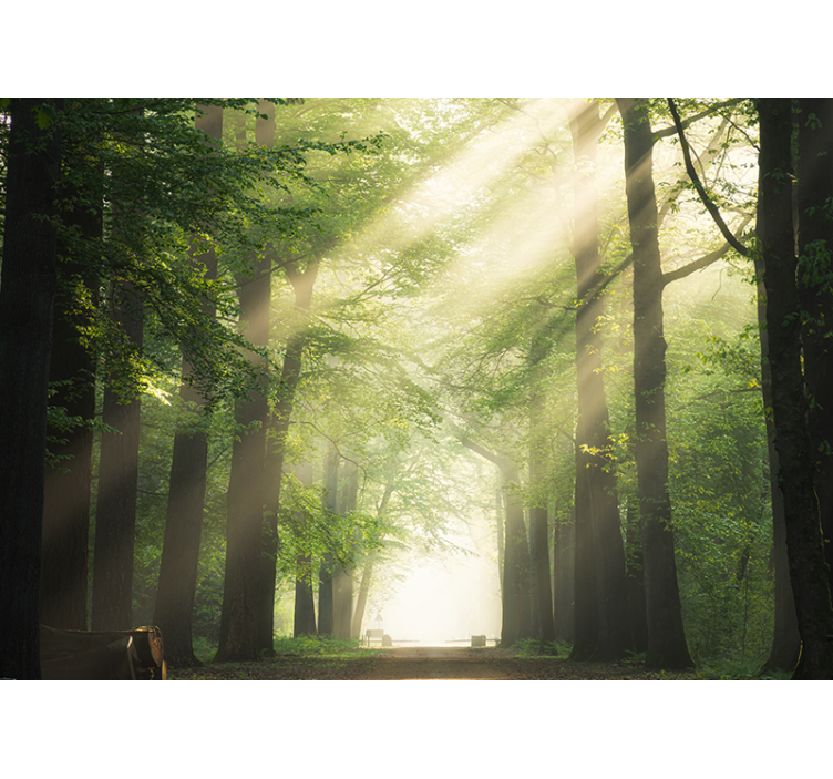 Carta da parati foresta boschi verdanti radianti - TenStickers