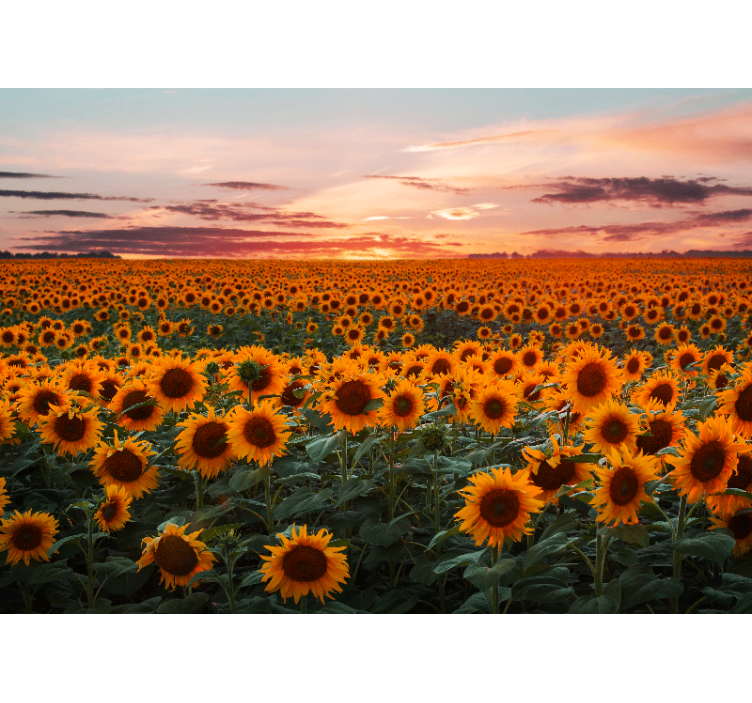 Fotomurale fiori tramonto sul prato di girasoli - TenStickers