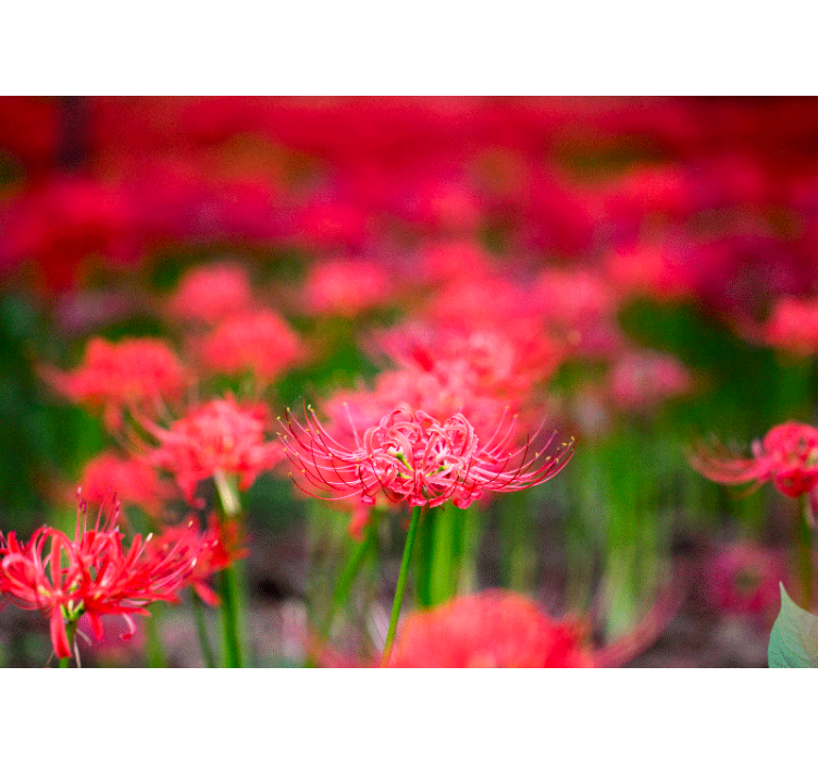 Fotomurale papaveri fiori cremisi vivaci - TenStickers