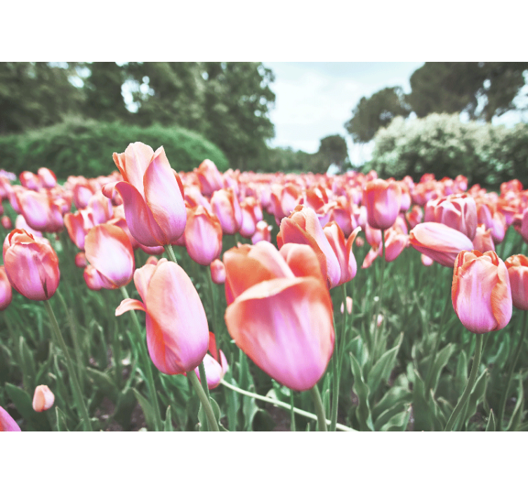 Fotomurale papaveri fioritura di tulipani - TenStickers