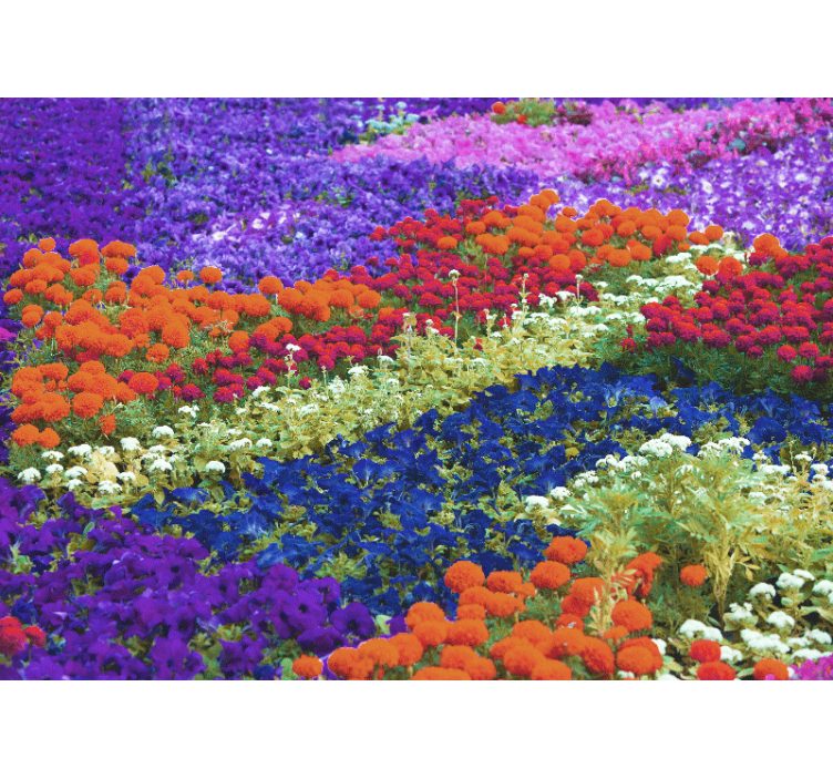 Fotomurali fiori diversi campo colorato - TenStickers