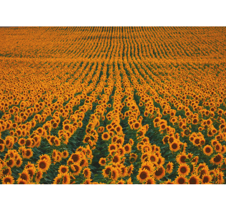 Fotomurale fiori prato di girasoli - TenStickers