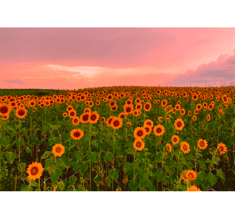 Fotomurale fiori campo di girasoli vibranti - TenStickers