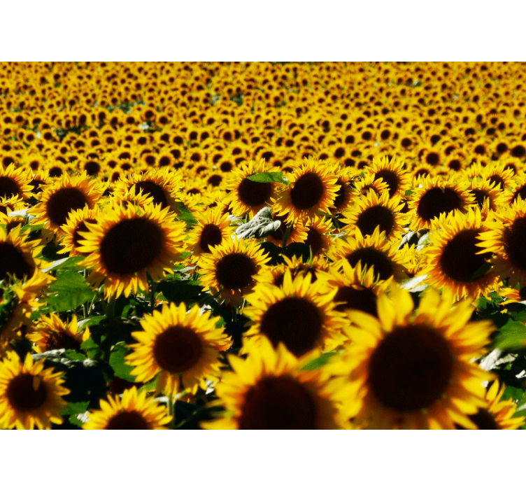 Fotomurale fiori campo di girasoli - TenStickers