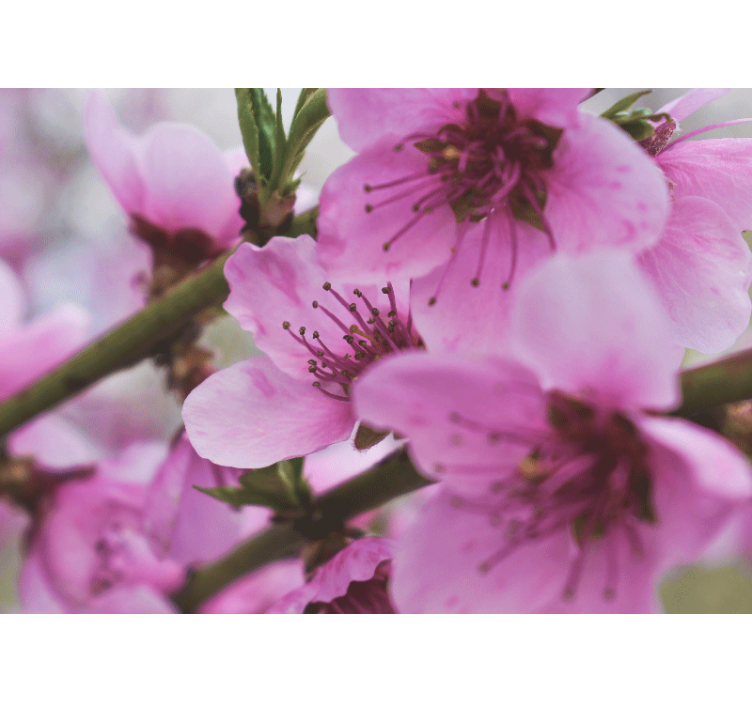 Fotomurale papaveri fiori rosa radiosi - TenStickers