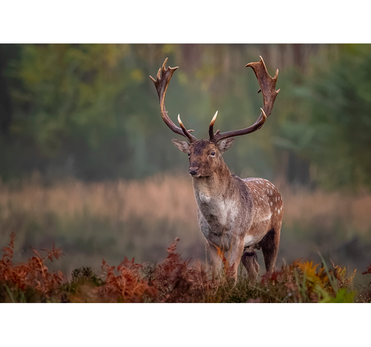 Fotomurale animali presenza del cervo maestoso - TenStickers