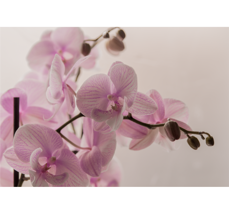 Fotomurale orchidee fiori di orchidea delicati - TenStickers