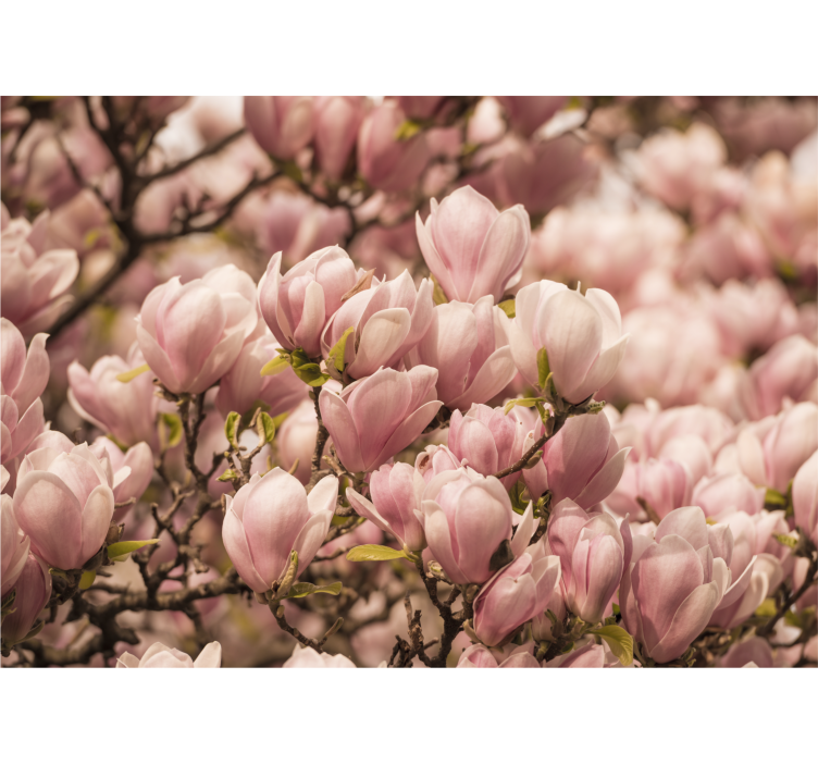 Fotomurale fiori magnolia in fiore - TenStickers
