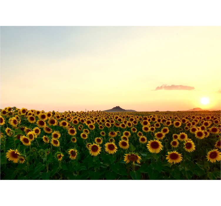 Fotomurale fiori campo di girasoli al crepuscolo - TenStickers