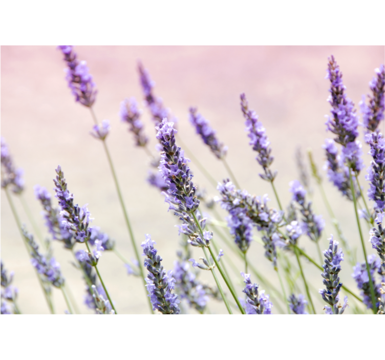 Fotomurale fiori eleganza floreale lavanda - TenStickers