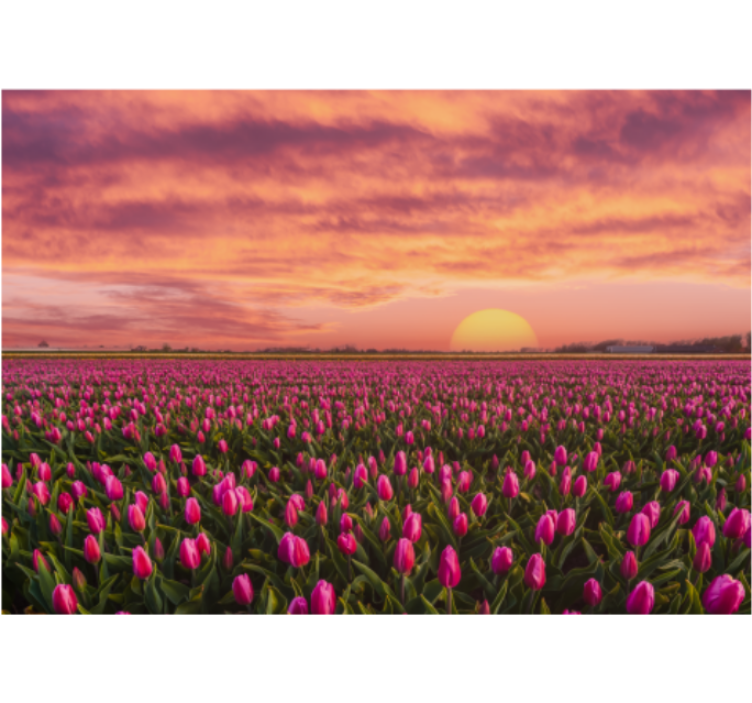 Fotomurale fiori campo di tulipani al tramonto - TenStickers