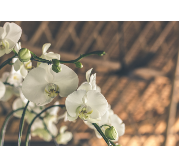 Fotomurale orchidee fioriture eleganti - TenStickers