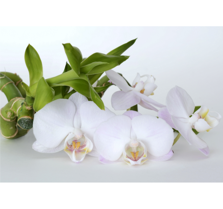 Fotomurale orchidee composizione elegante di orchidee - TenStickers