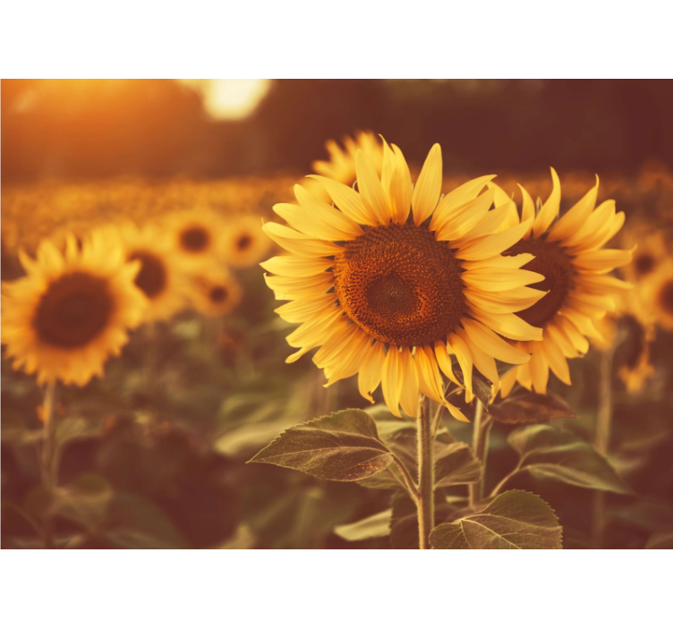 Fotomurale fiori campi di girasole - TenStickers