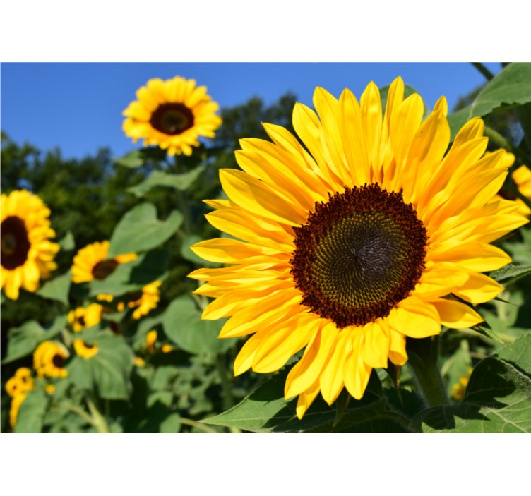 Fotomurale fiori bellezza di girasole - TenStickers
