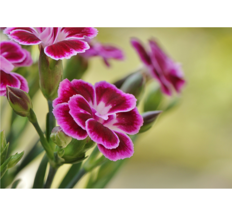 Fotomurale papaveri gioia floreale - TenStickers