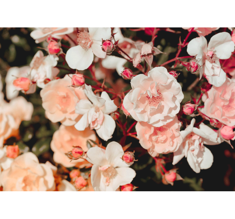 Fotomurale fiori petali di rosa in fiore - TenStickers