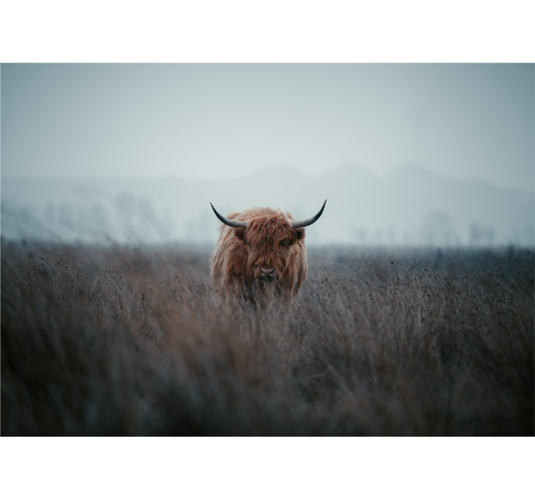 Fotomurali natura mucca marrone delle highlands - TenStickers